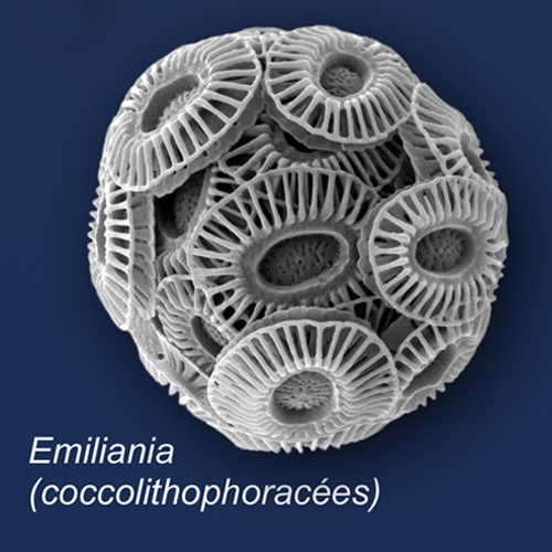 coccolithe_garef.jpg