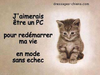 leplat_debile_cat.jpg 