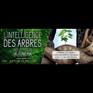 L'Intelligence des Arbres Guido Tölke  Julia Dordel