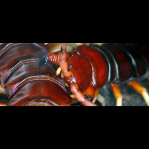 37 - Le prologue du tournoi entre deux insectes