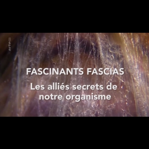 Les alliés cachés de notre organisme - Les fascias