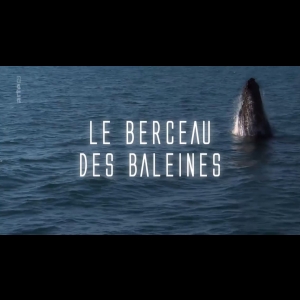 Le berceau des baleines