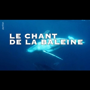 Le chant de la baleine