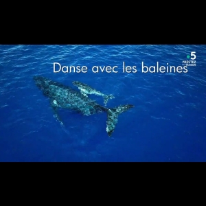 Danse avec les baleines