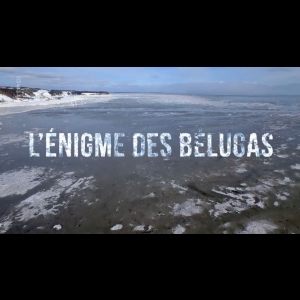 L'énigme des bélugas