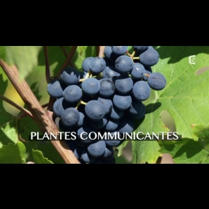 Plantes communicantes