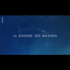 La sagesse des baleines