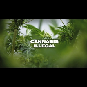 Cannabis illégal