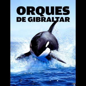Orques de Gibraltar - D’étranges attaques