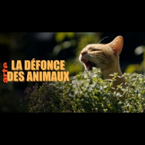 La défonce des animaux
