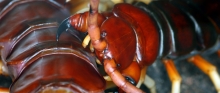 37 - Le prologue du tournoi entre deux insectes