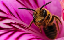 Symbole d'Osiris : Abeille (Parks)