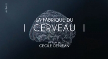 La Fabrique du cerveau