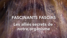 Les alliés cachés de notre organisme - Les fascias