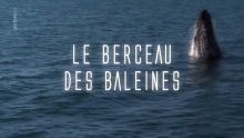 Le berceau des baleines