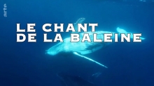 Le chant de la baleine