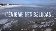 L'énigme des bélugas