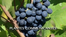 Plantes communicantes