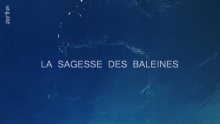 La sagesse des baleines