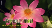 [Serie] La vie secrète des plantes 