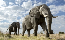 Elephant et Travails