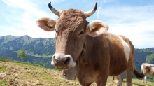Atlantide 1 - Vache (Parks)